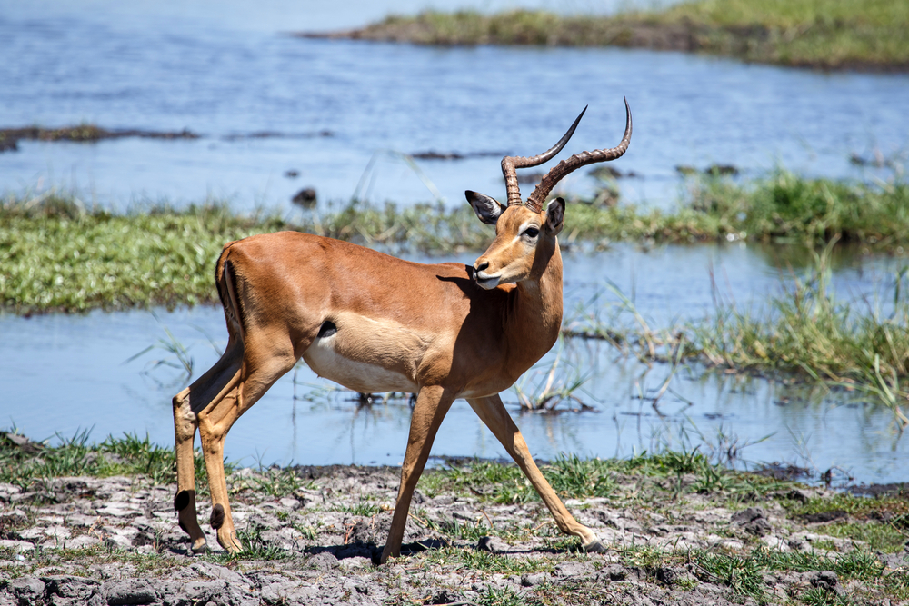 Exotic wildlife at the Chobe National Park, Botswana. 