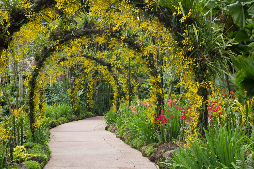 Singapore Botanic Gardens.
