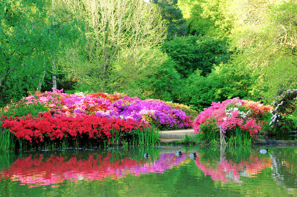 Beautiful flowers and their reflection at Isabella garden in Richmond park, London