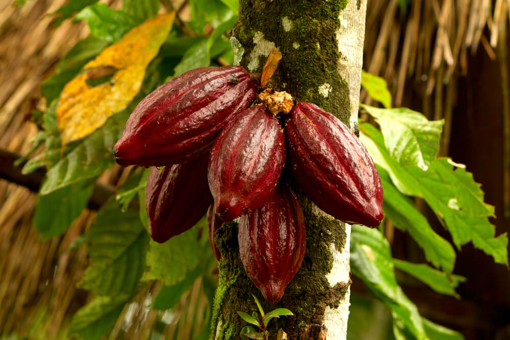 cacao tree
