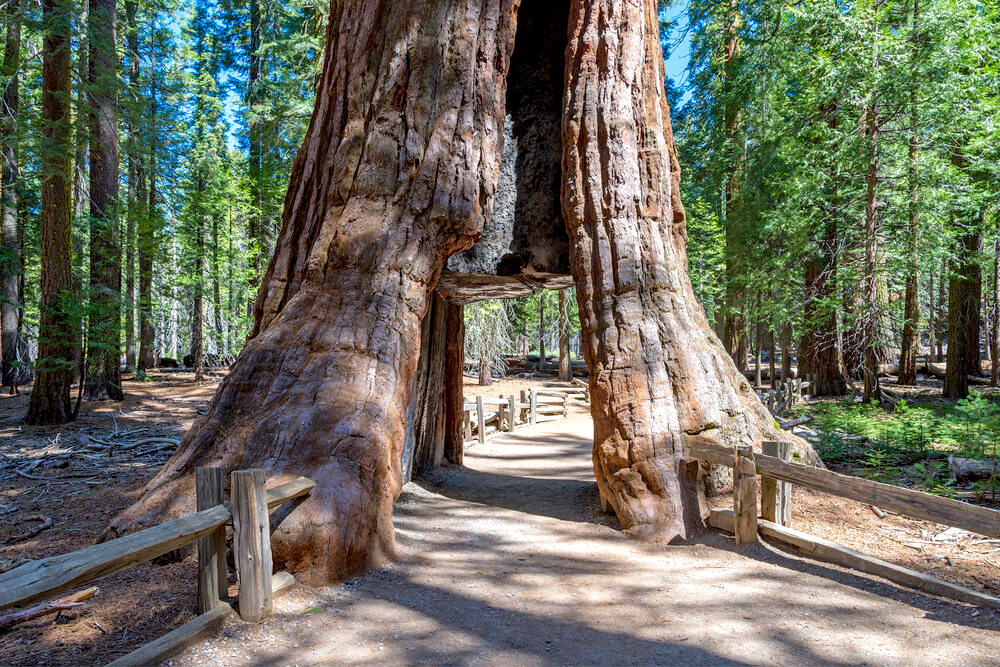 Giant sequoia tree called General Sherman, in Sequoia National Park in California 