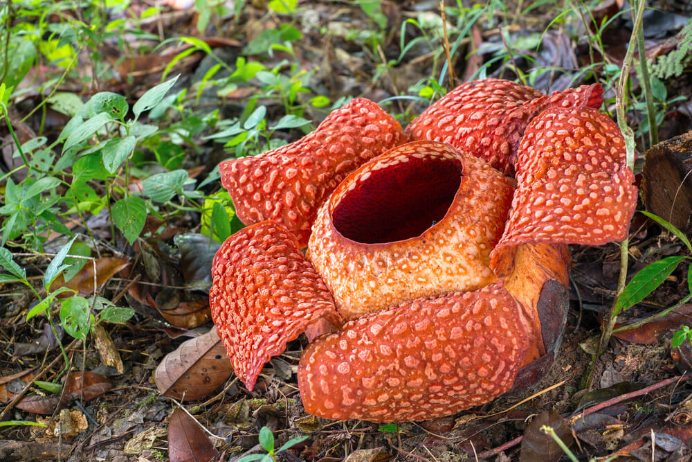 Rafflesia, the largest flower in the world